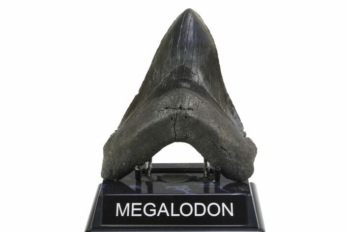 Serrated, Fossil Megalodon Tooth - South Carolina #299410